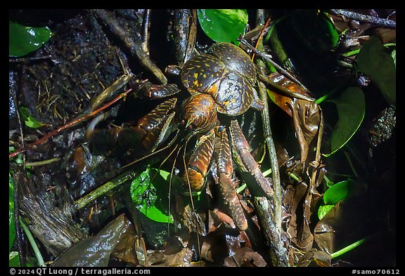 Brown coconut crab, Ofu Island. American Samoa (color)