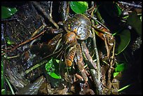 Brown coconut crab, Ofu Island. American Samoa ( color)