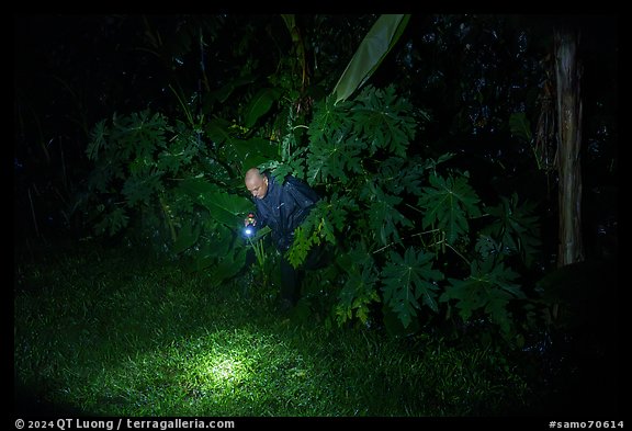 Manaia looking for coconut crabs at night, Ofu Island. American Samoa (color)