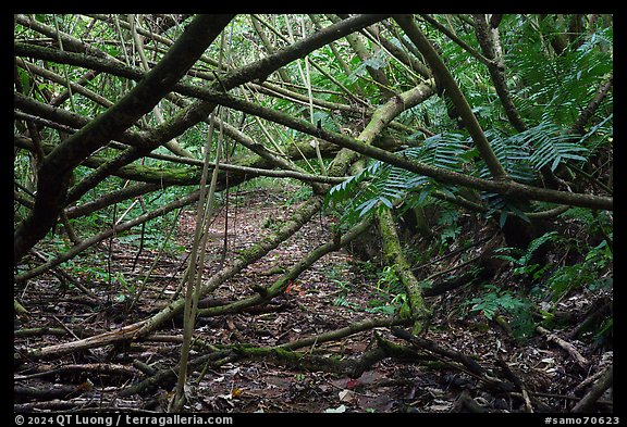 Branches across Tumu Mountain Trail, Ofu Island. American Samoa (color)