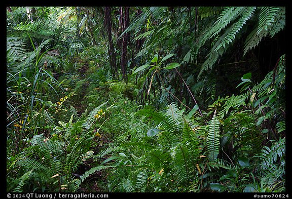 Lush rainforest along Tumu Mountain Trail, Ofu Island. American Samoa (color)