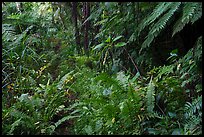 Lush rainforest along Tumu Mountain Trail, Ofu Island. American Samoa ( color)