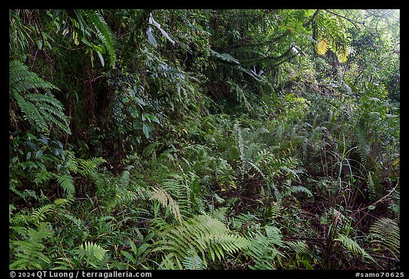 Jungle vegetation along Tumu Mountain Trail, Ofu Island. American Samoa