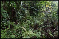 Jungle vegetation along Tumu Mountain Trail, Ofu Island. American Samoa ( color)