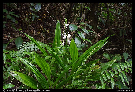 Flowers in rainforest, Tumu Mountain Trail, Ofu Island. American Samoa