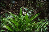 Flowers in rainforest, Tumu Mountain Trail, Ofu Island. American Samoa ( color)