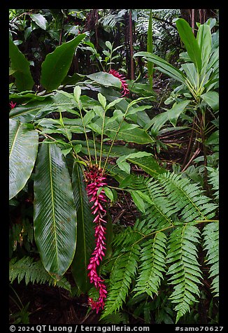 Ferns and red ginger, Tumu Mountain Trail, Ofu Island. American Samoa (color)