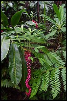 Ferns and red ginger, Tumu Mountain Trail, Ofu Island. American Samoa ( color)