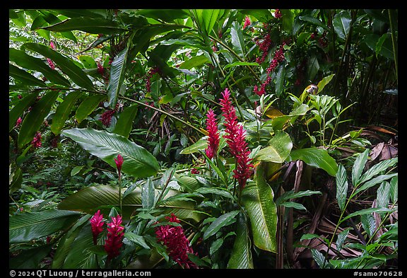 Red ginger, Tumu Mountain Trail, Ofu Island. American Samoa (color)