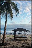 Palm tree and beach shelter, Tau Island. American Samoa ( color)