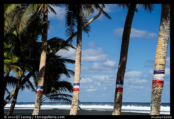 Palm trees painted for flag day and ocean, Failolo. Tutuila, American Samoa (color)