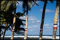Palm trees painted for flag day and ocean, Failolo. Tutuila, American Samoa ( color)