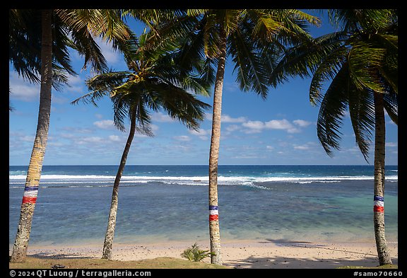 Beach and ocean seem through palm trees painted for flag day, Failolo. Tutuila, American Samoa (color)