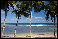 Beach and ocean seem through palm trees painted for flag day, Failolo. Tutuila, American Samoa ( color)