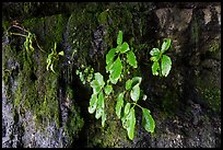 Seeps and leaves on cliff, Fagatele Bay. Tutuila, American Samoa ( color)