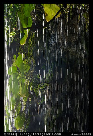 Streaks from freshwater drips, Fagatele Bay. Tutuila, American Samoa (color)