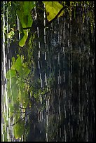 Streaks from freshwater drips, Fagatele Bay. Tutuila, American Samoa ( color)