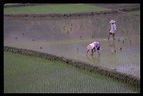 Tending to rice field in the mountains