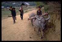 Returning from the fields with the buffalo