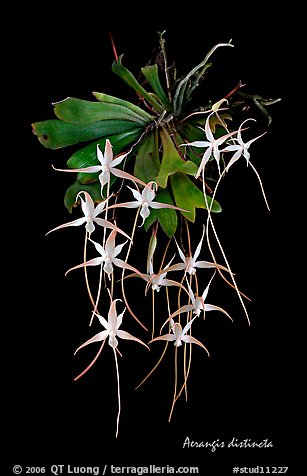 Aerangis distincta. A species orchid (color)
