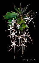Aerangis distincta. A species orchid
