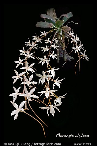Picture/Photo: Aerangis stylosa. A species orchid