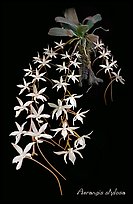 Aerangis stylosa. A species orchid ( color)