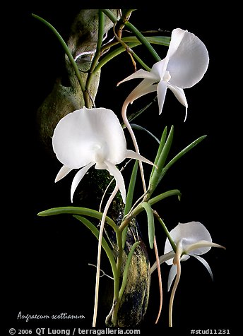 Angraecum scottianum. A species orchid