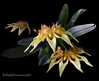Bulbophyllum annandalei. A species orchid