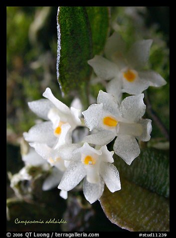 Campanemia adelaiae. A species orchid