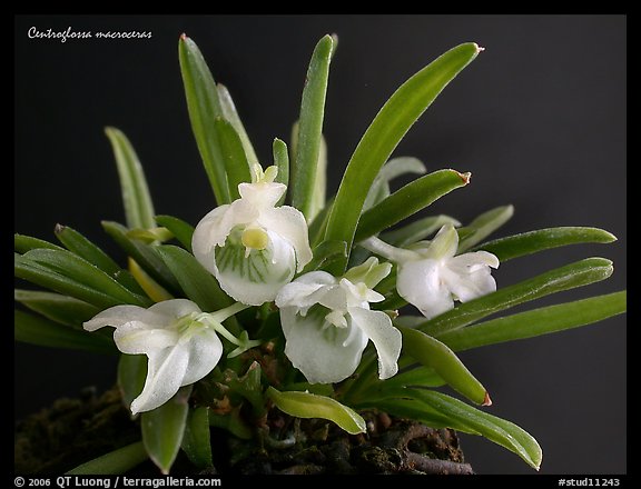 Centroglossa macroceras. A species orchid (color)