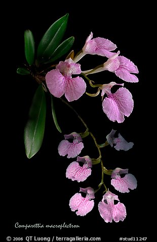 Studarettia macroplectron. A species orchid