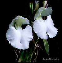 Studarettia splendens. A species orchid (color)