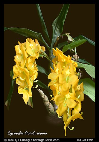 Cycnoches herenhusanum. A species orchid