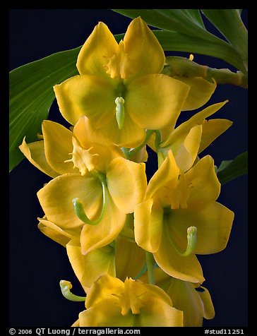 Cycnoches herenhusanum. A species orchid (color)