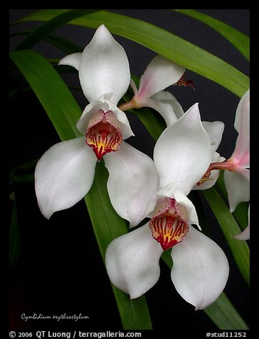 Cymbidium erythrostylum. A species orchid