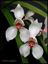 Cymbidium erythrostylum. A species orchid