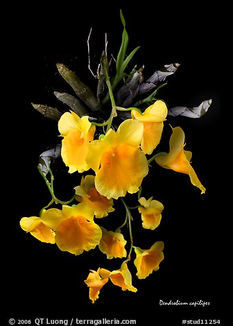 Dendrobium capilipes. A species orchid (color)