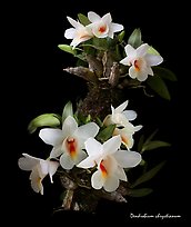 Dendrobium chrystianum. A species orchid ( color)