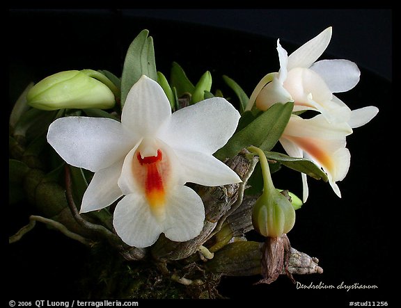 Dendrobium chrystianum. A species orchid