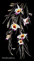 Dendrobium falconeri. A species orchid (color)