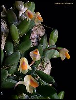 Dendrobium lichenastrum. A species orchid (color)