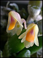 Dendrobium lichenastrum. A species orchid