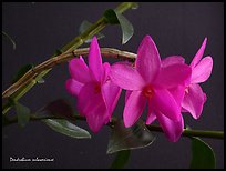 Dendrobium sulawesiense. A species orchid ( color)