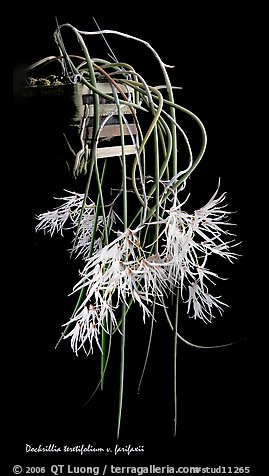 Dendrobium teretifolium. A species orchid