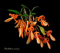 Dendrobium unicum. A species orchid ( color)
