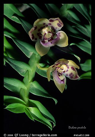 Dichaea pendula. A species orchid (color)