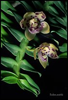Dichaea pendula. A species orchid (color)