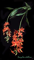 Encyclia vitellina. A species orchid
