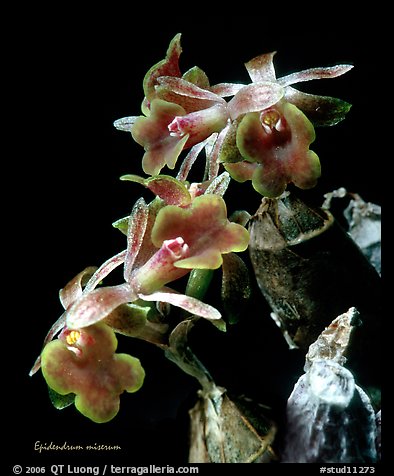 Epidendrum miserum. A species orchid